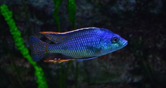 Protomelas similis 'Chiofu Bay'